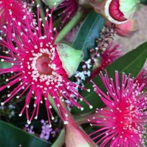 Eucalypt blossom in stages